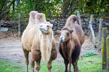 Front view of two camouflaged animals, also known as Two-Tailed or Bactrian Camel, Camelus ferus