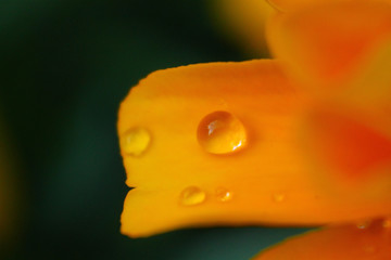 drop on the yellow petal