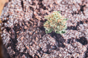 chocolate chip cookies with marijuana, sprinkled with chocolate chips and cannabis, are on a slate dish.