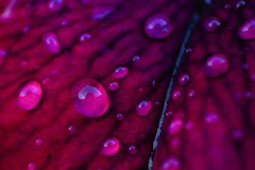 Drops on purple petal