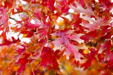 maple leaves in autumn