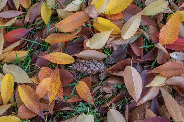 different leaves of trees on the ground in autumn