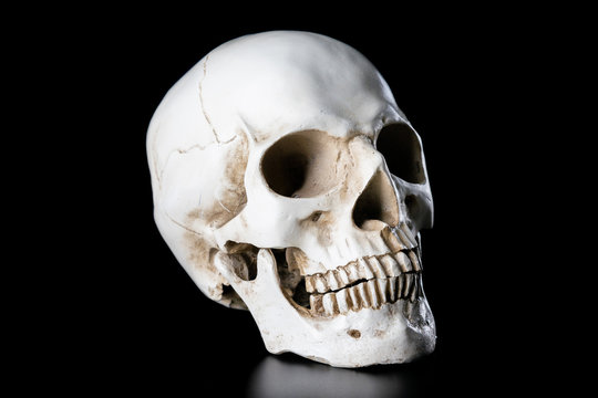 Human skull isolated on black background. Halloween day concept.