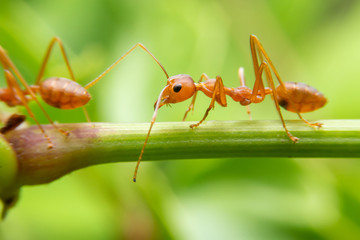 Red ants are looking for food on green branches. Work ants are walking on the branches to protect the nest  in the forest.