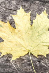 huge yellow leave close up on wooden background