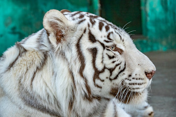 Fototapeta premium the head of the white tiger. profile.close up.