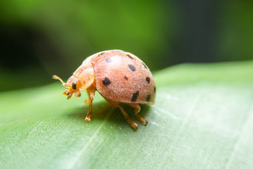 The ladybug is walking on a green branch in the garden. Close up of the Red insects are walking on green leaves. Fron view of the Ladybug on green leaf with black background.