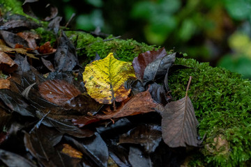 autumn leaves on grass