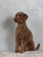 Australian labradoodle on a Christmas background. Xmas dog concept image.