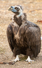 Black vulture stands on the ground in full growth. close up