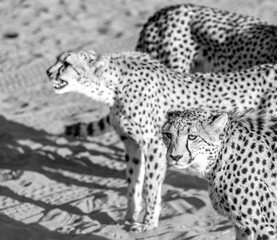 Cheetah in the kalahari desert, Namibia, Africa