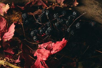  Red dry autumn leaves, dry grapes