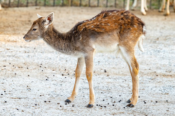 Naklejka na ściany i meble Fawn. Stands in a cage in the zoo