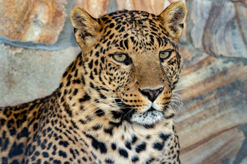 graceful leopard lies in a cage in the zoo. close up.