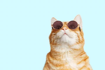Foto op Plexiglas Close-upportret van grappige gemberkat die zonnebril dragen en omhoog geïsoleerd op lichte cyaan opzoeken. Kopieerruimte. © mark_ka