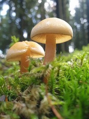 mushroom in the forest