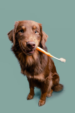 Hund mit Zahnb&uuml;rste