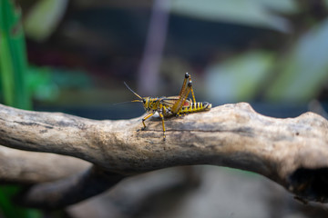Grasshopper on log