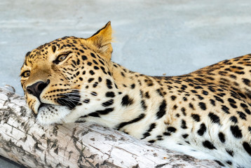 graceful leopard lies on a log in a cage in the zoo. close up.