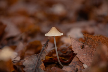 small mushroom among fallen leaves macro