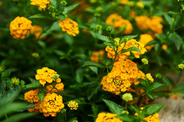Flor de Lantana en jardín
