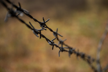Fototapeta na wymiar barbed wire fence in autumn macro