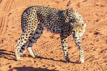 Cheetah in the kalahari desert, Namibia, Africa