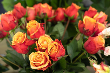 Selective focus of two color roses yellow petals inside The outer petals are orange.