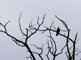 Rabe im Baum an einem Novembertag