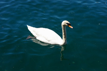 Swan floating on the water