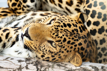 graceful leopard lies on a log in a cage in the zoo. close up.