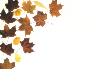 Autumn leaves background