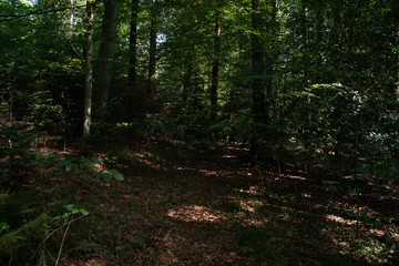 path in the forest