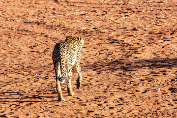 Cheetah in the kalahari desert, Namibia, Africa