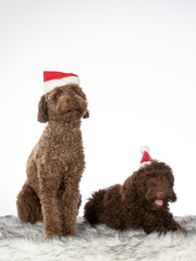 Christmas dog concept image. Two Australian labradoodle dogs with Christmas outfits. Isolated on white.