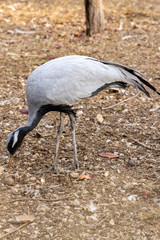 grey crane in the zoo. standing up.
