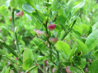 Blueberry blossom