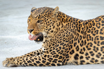 the leopard stuck out his tongue comically.close-up lying.