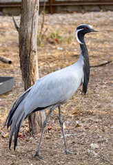 Naklejka premium grey crane in the zoo. standing up.
