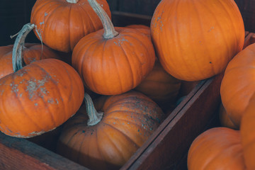 Orange pumpkins on display at the farmers market in state of Georgia. Orange pumpkins in sunlight. Harvesting and Thanksgiving concept.