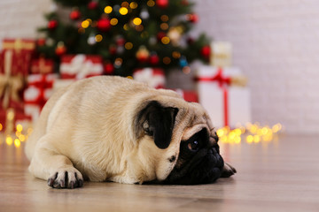 Adorable pug over the christmas tree with blurry festive decor. Portrait of beloved dog with...