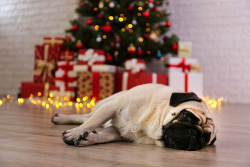 Adorable pug over the christmas tree with blurry festive decor. Portrait of beloved dog with...