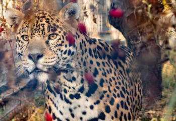 Obraz na płótnie Canvas a Jaguar prowling through the undergrowth.close up.