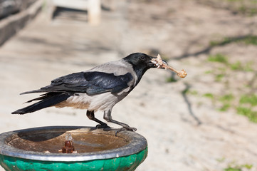 Crow with a chicken bone in its beak