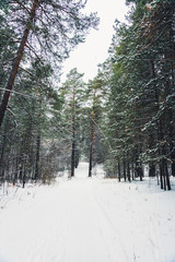 Beautiful winter in pine forest. Winter lanscape with heavy snowfall.