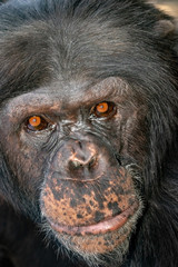 face of a chimpanzee.close up