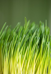 Obraz premium Green fresh grass on a green background. Close up