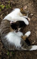A mother cat is feeding her child kitten on the garden soil ground. Sweet mother cat with white and brown fur, and adorable brown kitten. 