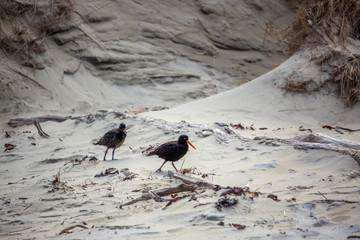 Variable Oystercatcher (Haematopus unicolor) and chick on a beach in South Island of New Zealand