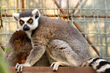 Fototapeta premium a ring-tailed lemur in a cage at the zoo.portrait.close up